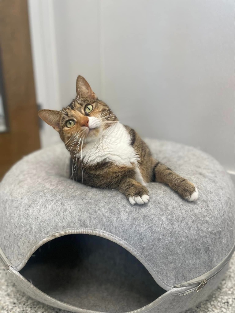DEMI, an adoptable Calico in New Bern, NC, 28563 | Photo Image 5