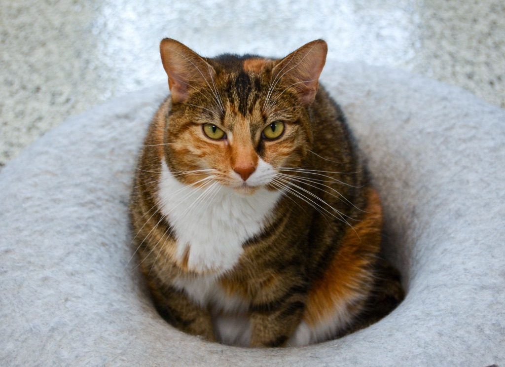 DEMI, an adoptable Calico in New Bern, NC, 28563 | Photo Image 6