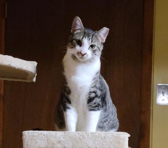 Cattywampus / Spunky