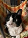 FIV+ cats (Gus, Romeo, Carlos)