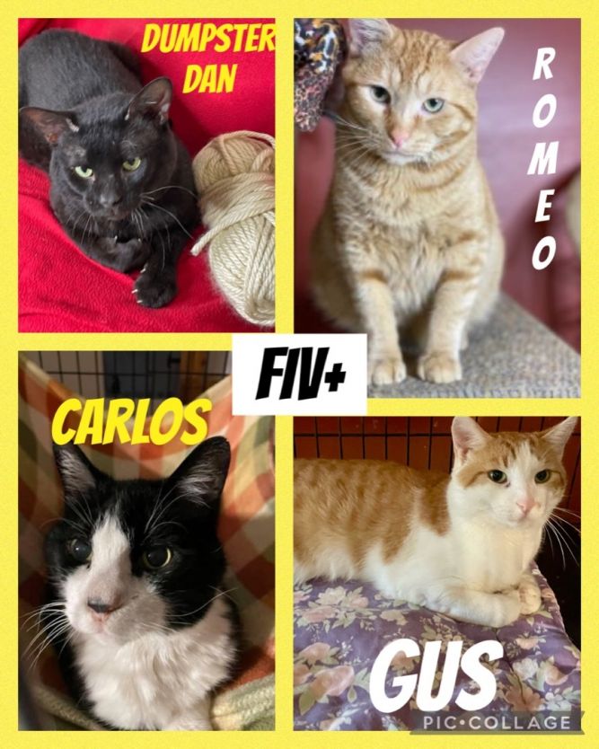 FIV+ cats (Gus, Romeo, Carlos)