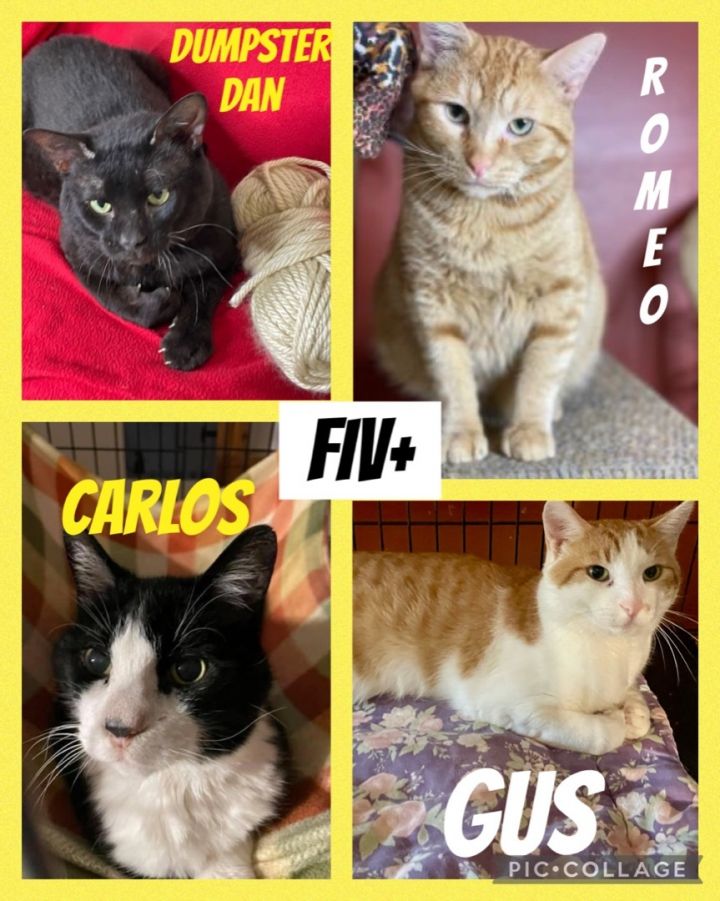 FIV+ cats (Gus, Romeo, Carlos), an adoptable Domestic Short Hair Mix in Lacon, IL_image-1