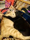 FIV+ cats (Gus, Romeo, Carlos)