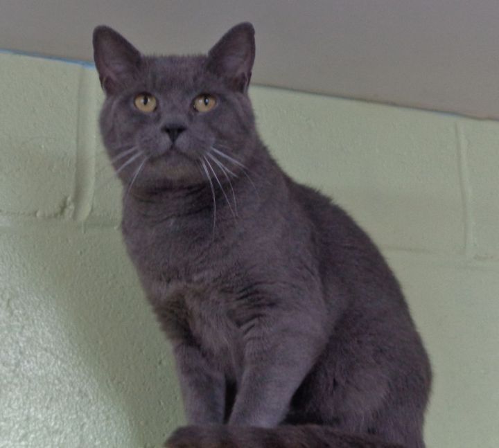Cat for adoption BULLHEAD, a Domestic Short Hair in Delhi, NY Petfinder