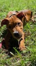 Atarah, an adoptable Redbone Coonhound in Saint Augustine, FL_image-2