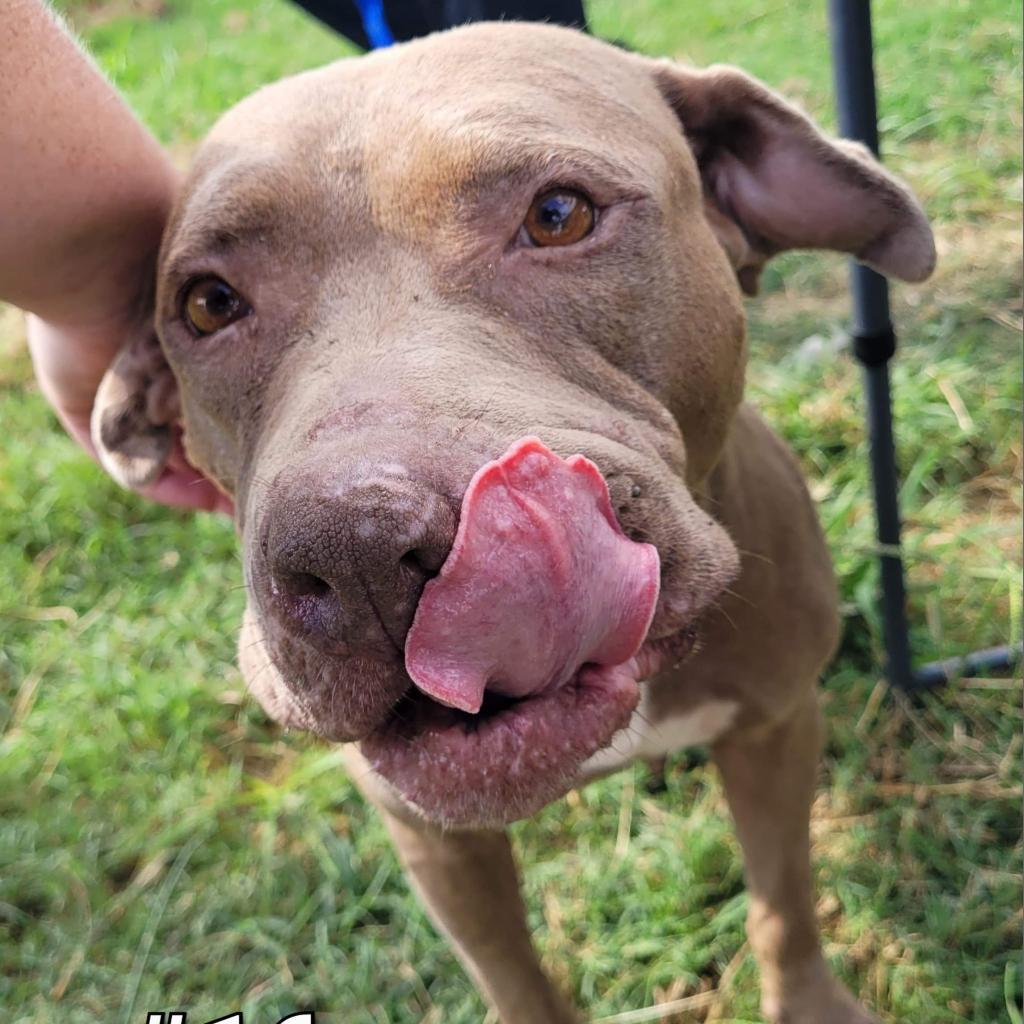 Cercei (Sallisaw 16), an adoptable Pit Bull Terrier, Mixed Breed in Hackett, AR, 72937 | Photo Image 2