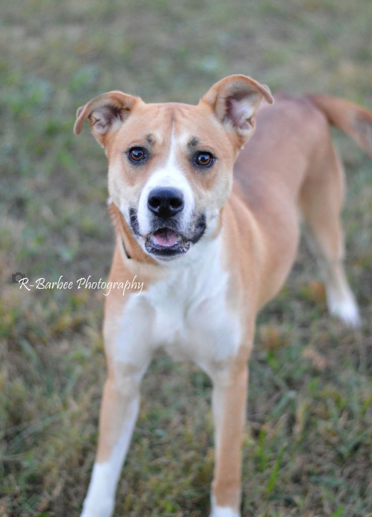 Tan Sadie - Adoptable