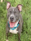 PEPPA's profile on Petfinder.com