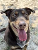 JOLENE's profile on Petfinder.com