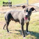 PRETZEL's profile on Petfinder.com