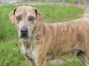 CORBETT's profile on Petfinder.com