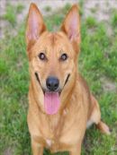 BRIDGET's profile on Petfinder.com