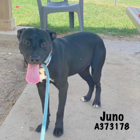 JUNO