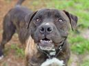 FRECKLES's profile on Petfinder.com