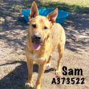 SAM's profile on Petfinder.com