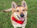 MONTAK's profile on Petfinder.com