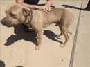 JARAH's profile on Petfinder.com