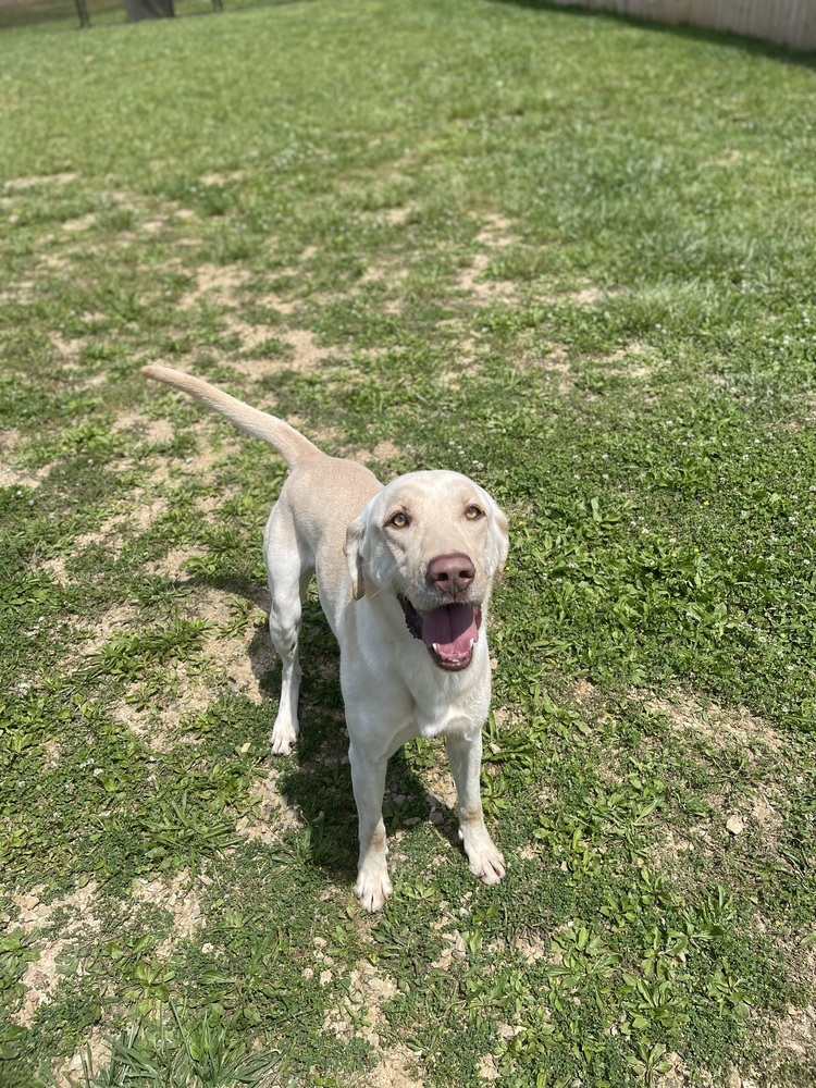 Sinbad, an adoptable Labrador Retriever in Dickson, TN, 37055 | Photo Image 1