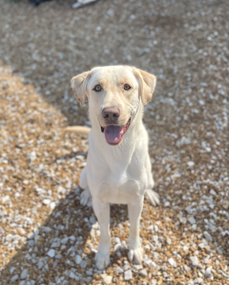 Sinbad, an adoptable Labrador Retriever in Dickson, TN, 37055 | Photo Image 2