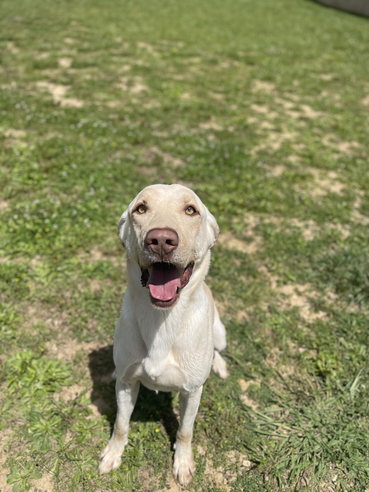 Sinbad, an adoptable Labrador Retriever in Dickson, TN, 37055 | Photo Image 3