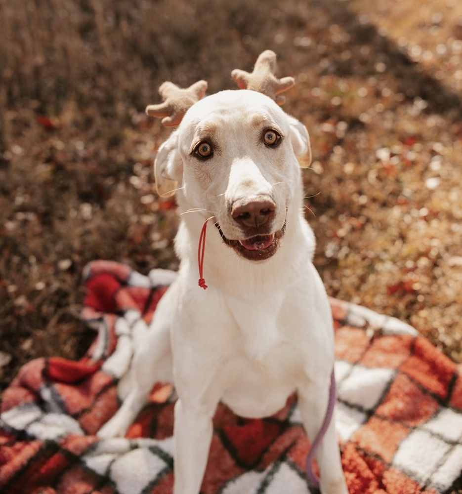 Sinbad, an adoptable Labrador Retriever in Dickson, TN, 37055 | Photo Image 4