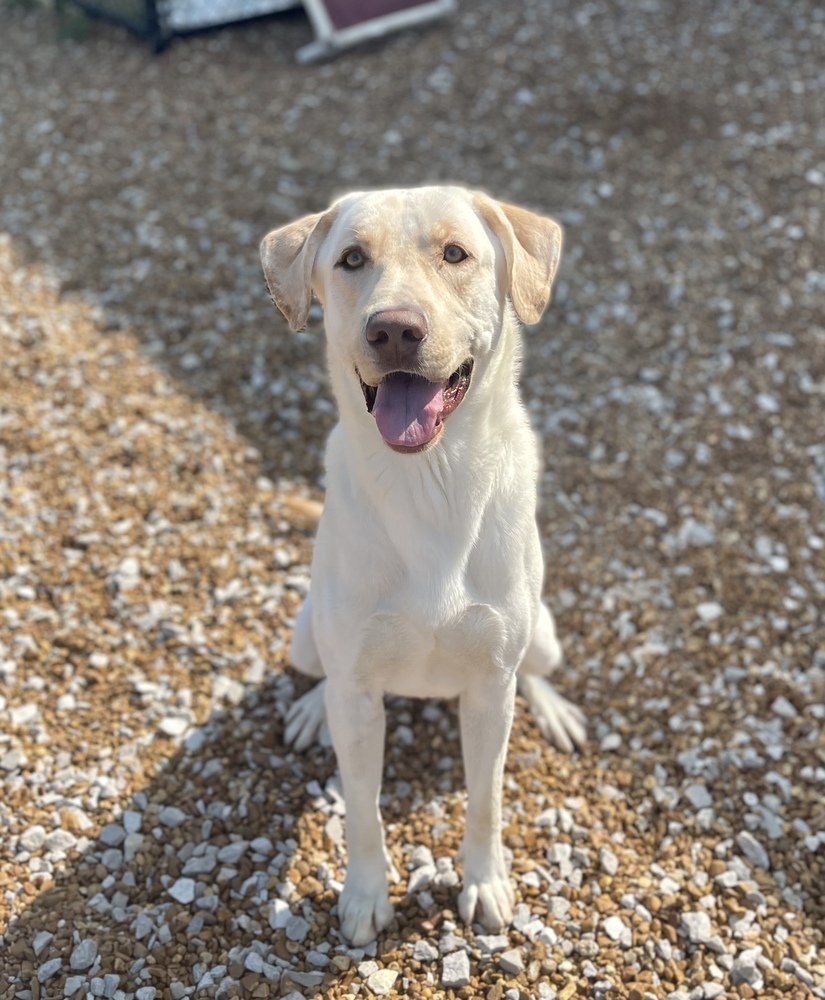 Sinbad, an adoptable Labrador Retriever in Dickson, TN, 37055 | Photo Image 5