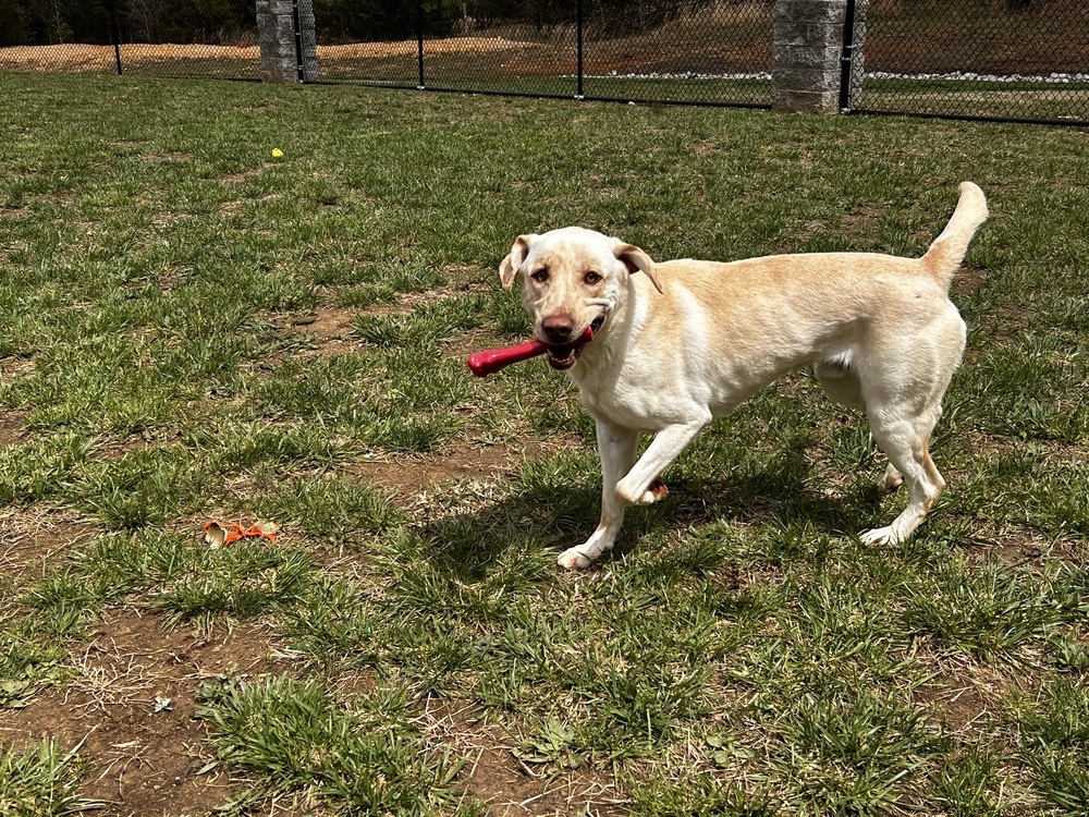 Sinbad, an adoptable Labrador Retriever in Dickson, TN, 37055 | Photo Image 6