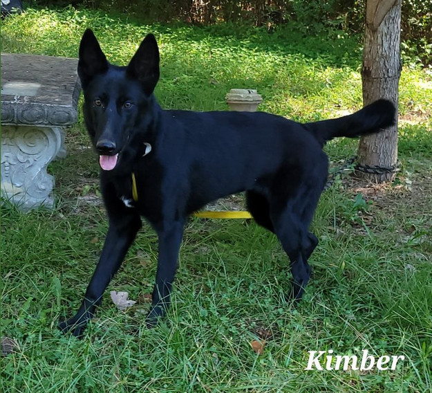 Foster needed - Kimber