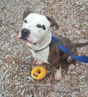 Thomas, an adoptable Staffordshire Bull Terrier Mix in Plainfield, NJ_image-3