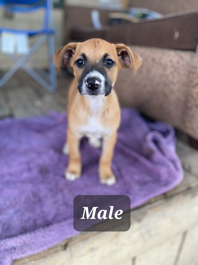 Male pup 1