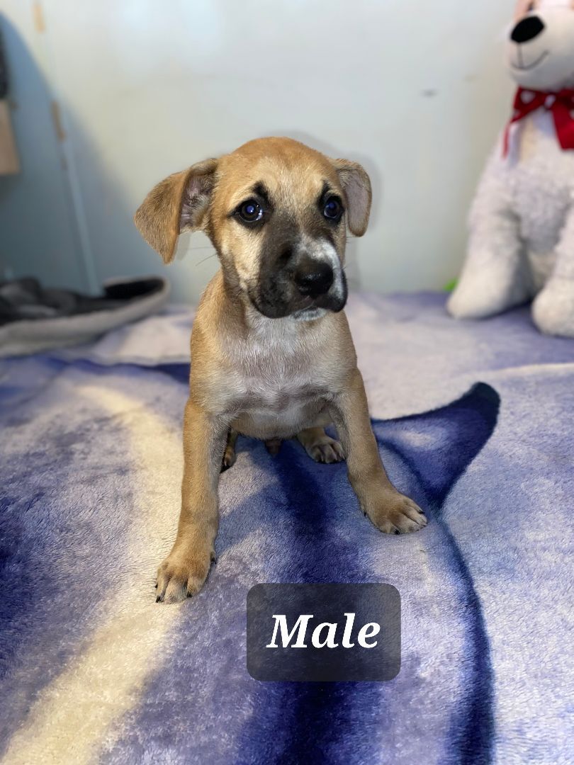 Male pup 3