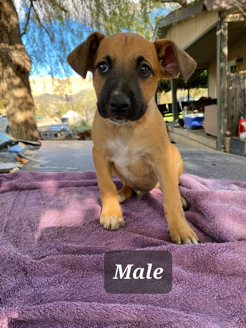 Male pup 4