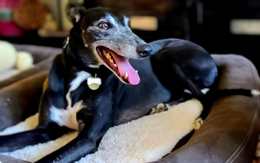 Pool, an adoptable Greyhound in Seattle, WA, 98104 | Photo Image 3