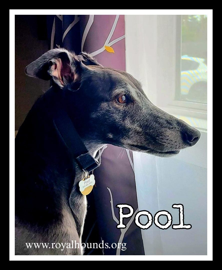 Pool, an adoptable Greyhound in Seattle, WA, 98104 | Photo Image 1