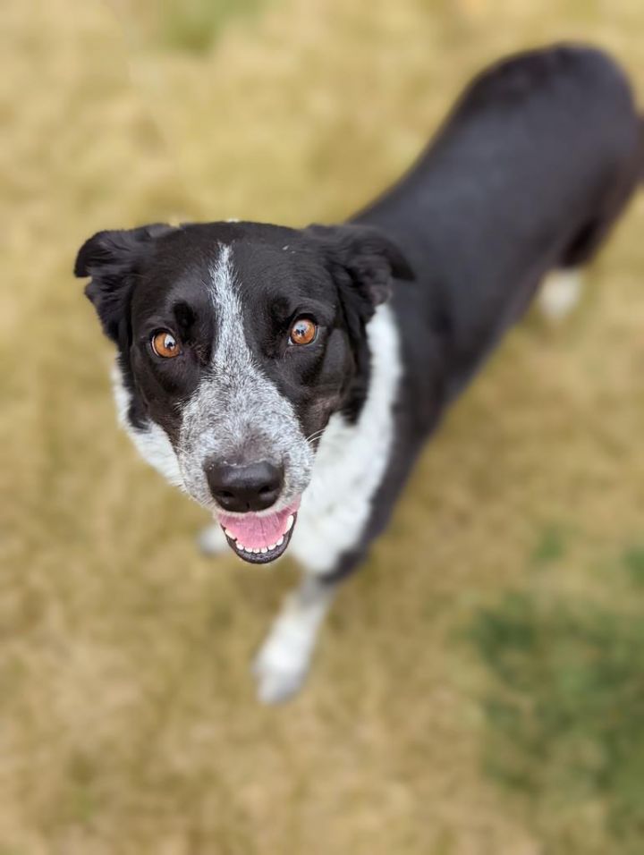 blue heeler border collie australian shepherd mix