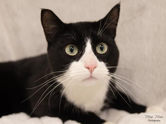 WARLOCK, an adoptable Domestic Short Hair in Saskatoon, SK, S7K 3S9 | Photo Image 1