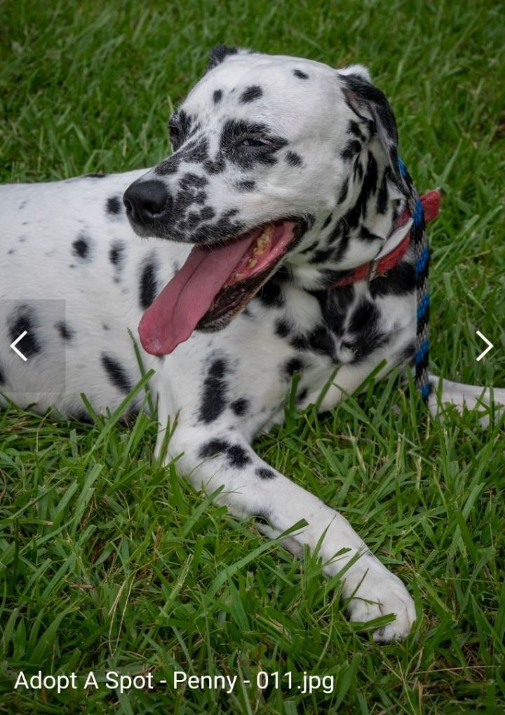 Petfinder dalmatian best sale