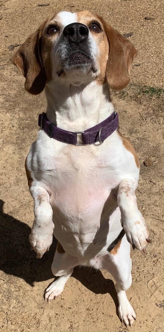 Petfinder beagle cheap