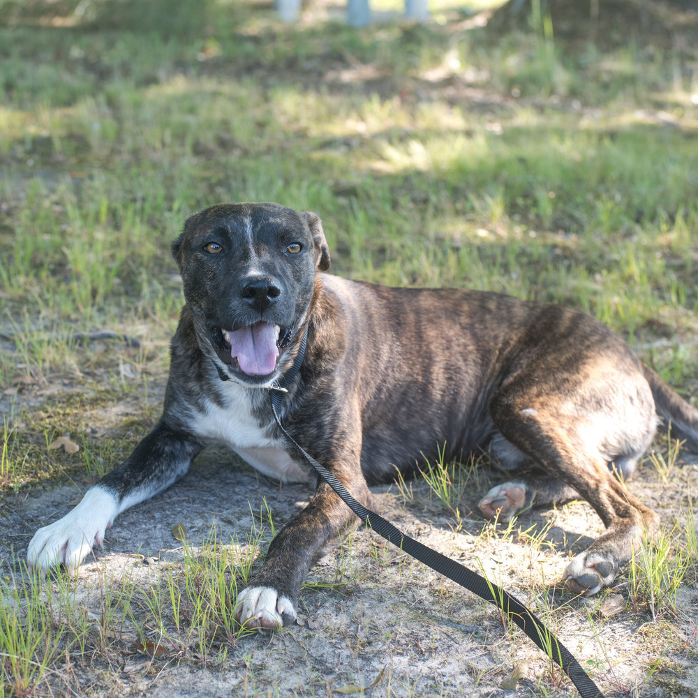 Hotch, an adoptable Mountain Cur in Sharon, VT, 05065 | Photo Image 3