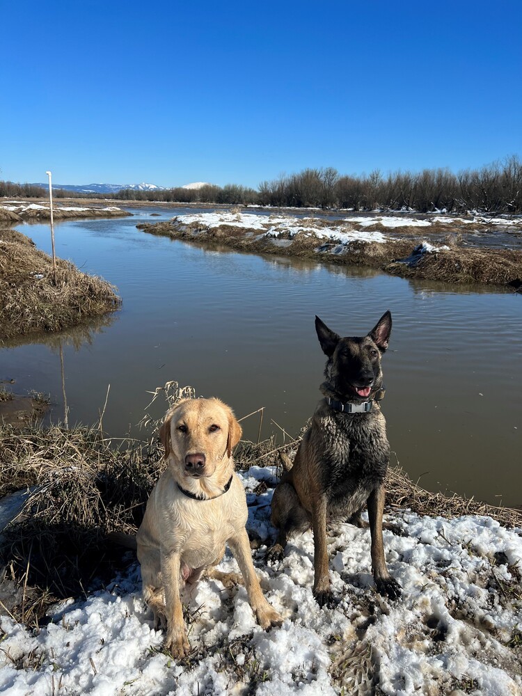 Bliss - located in Oregon, an adoptable Belgian Shepherd / Malinois in Imlay City, MI, 48444 | Photo Image 2