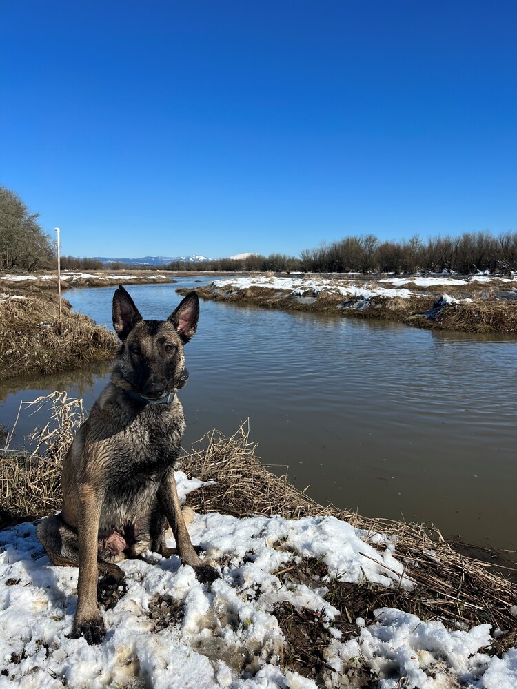 Bliss - located in Oregon, an adoptable Belgian Shepherd / Malinois in Imlay City, MI, 48444 | Photo Image 3