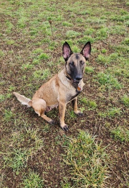 Bliss - located in Oregon, an adoptable Belgian Shepherd / Malinois in Imlay City, MI, 48444 | Photo Image 5