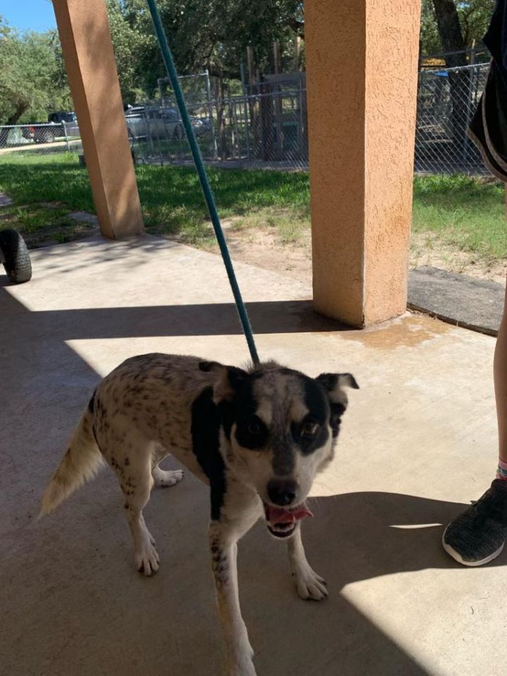 Banditas, an adoptable Terrier in Fulton, TX_image-2