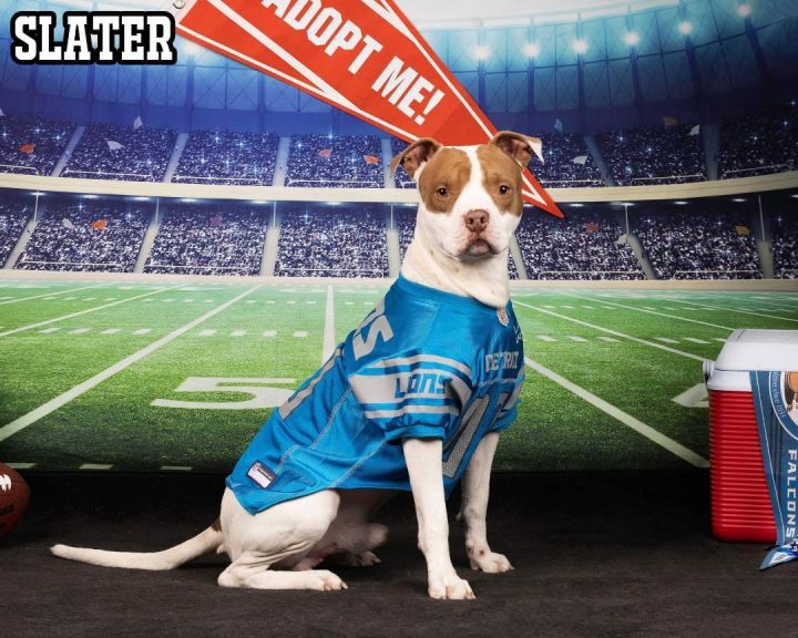 SLATER, an adopted Terrier & Pit Bull Terrier Mix in Flint, MI_image-2