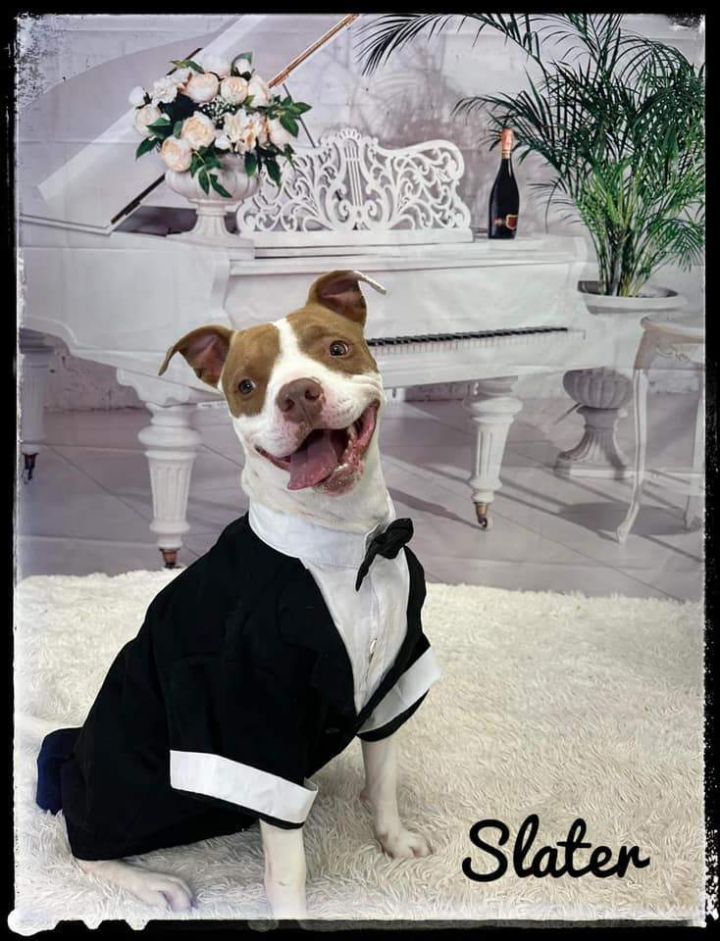 SLATER, an adopted Terrier & Pit Bull Terrier Mix in Flint, MI_image-1
