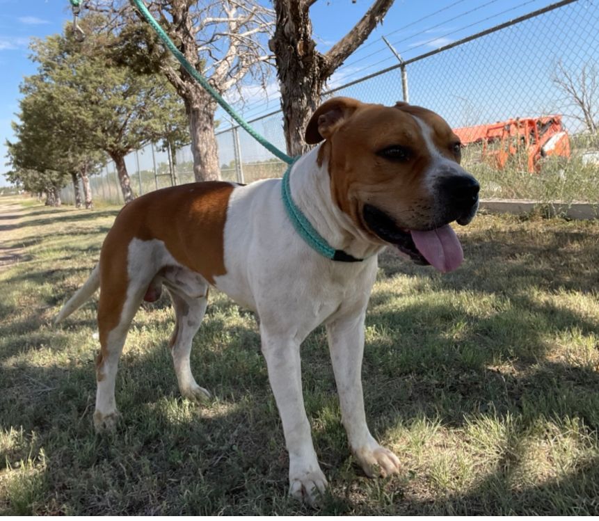 Nug, an adoptable American Bulldog in Plainview, TX, 79073 | Photo Image 1