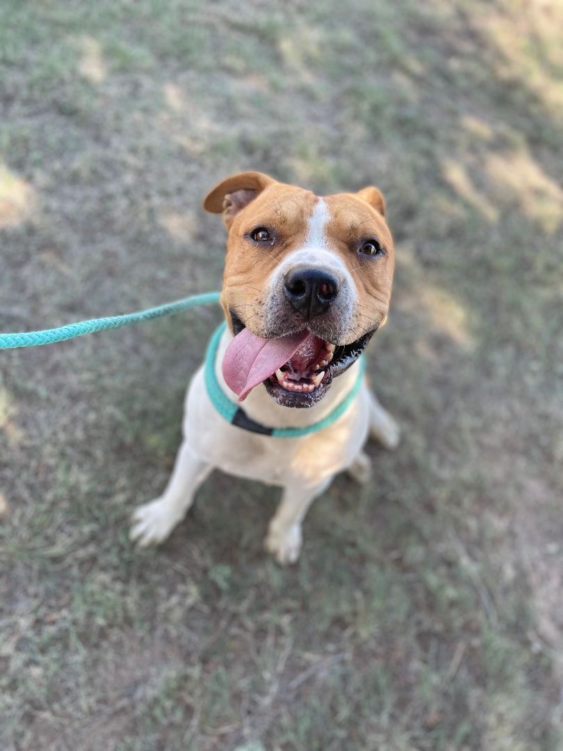 Nug, an adoptable American Bulldog in Plainview, TX, 79073 | Photo Image 2