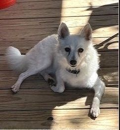 Georgie-Adopted!, an adoptable American Eskimo Dog in Saint Louis, MO_image-3
