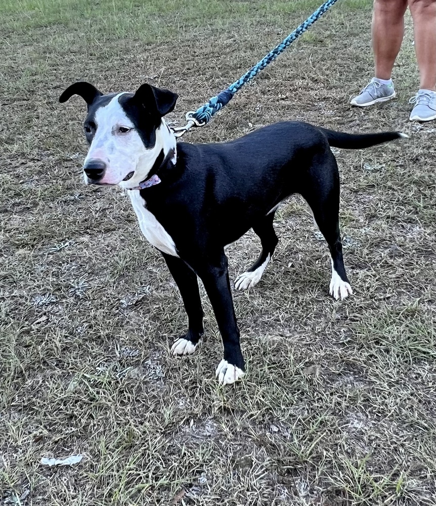 Tansy, an adoptable Labrador Retriever in Troy, AL, 36081 | Photo Image 3