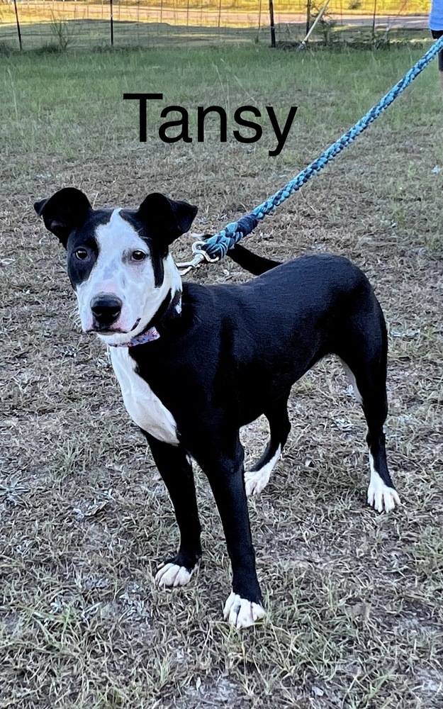 Tansy, an adoptable Labrador Retriever Mix in Troy, AL_image-1